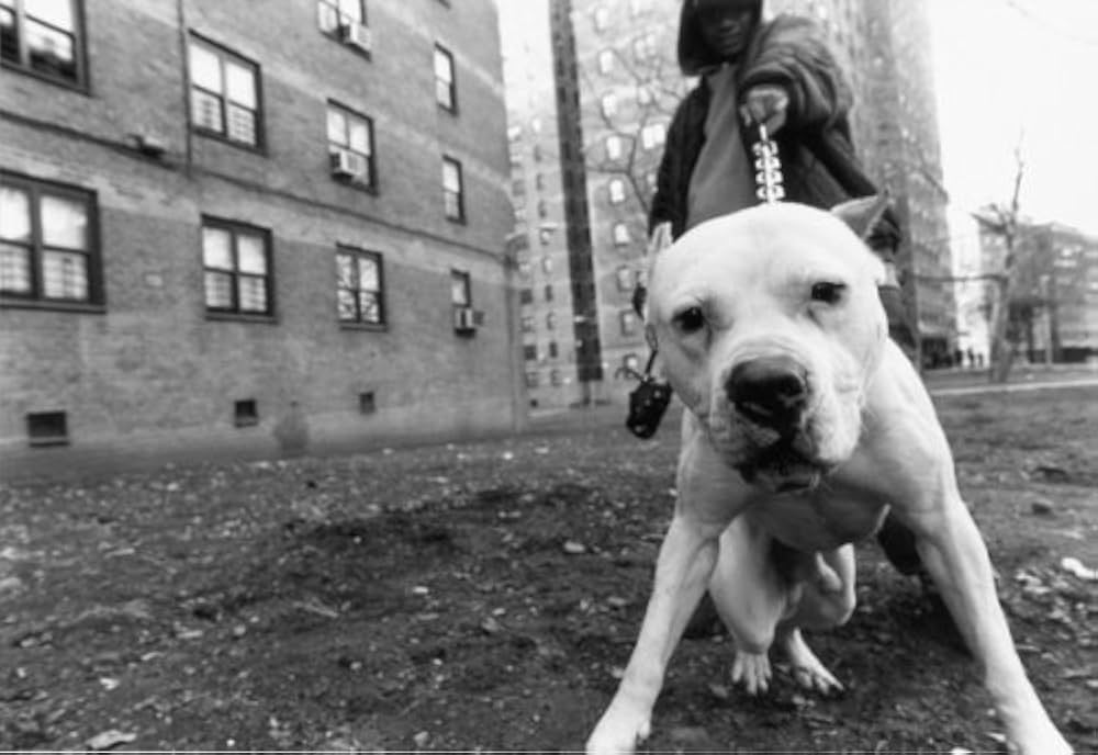 Street photograph by Boogie — pit bull and walker, 2006